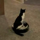 Image for article titled What Gender Is Your Roomba?